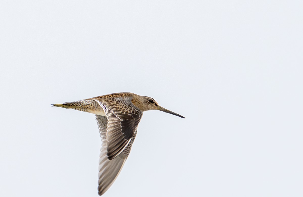 Short-billed Dowitcher - ML640033485