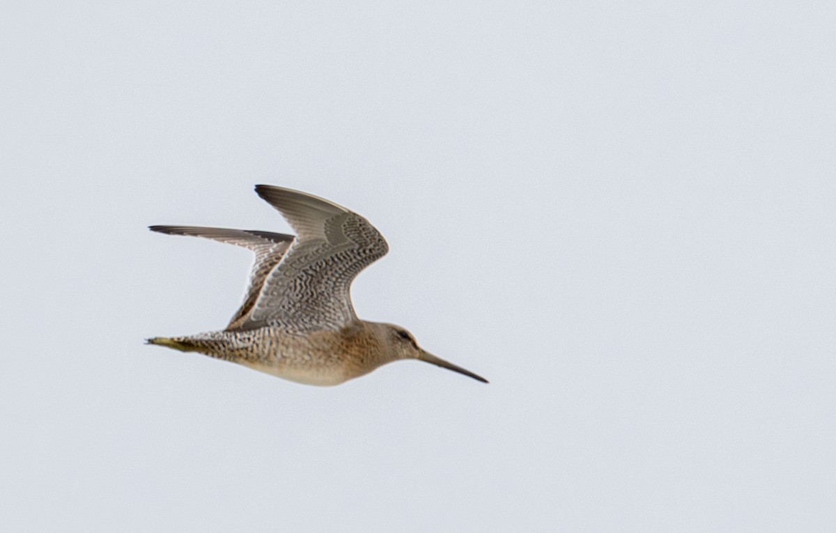 Short-billed Dowitcher - ML640033486