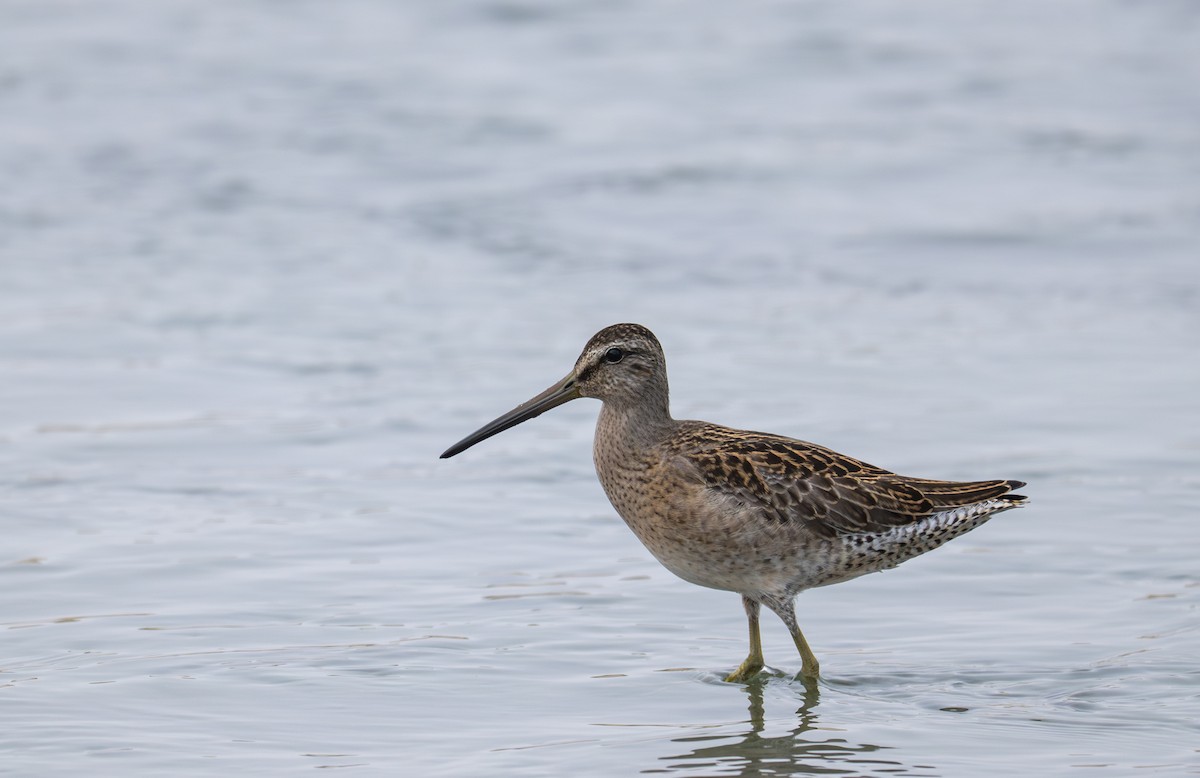 Short-billed Dowitcher - ML640033487