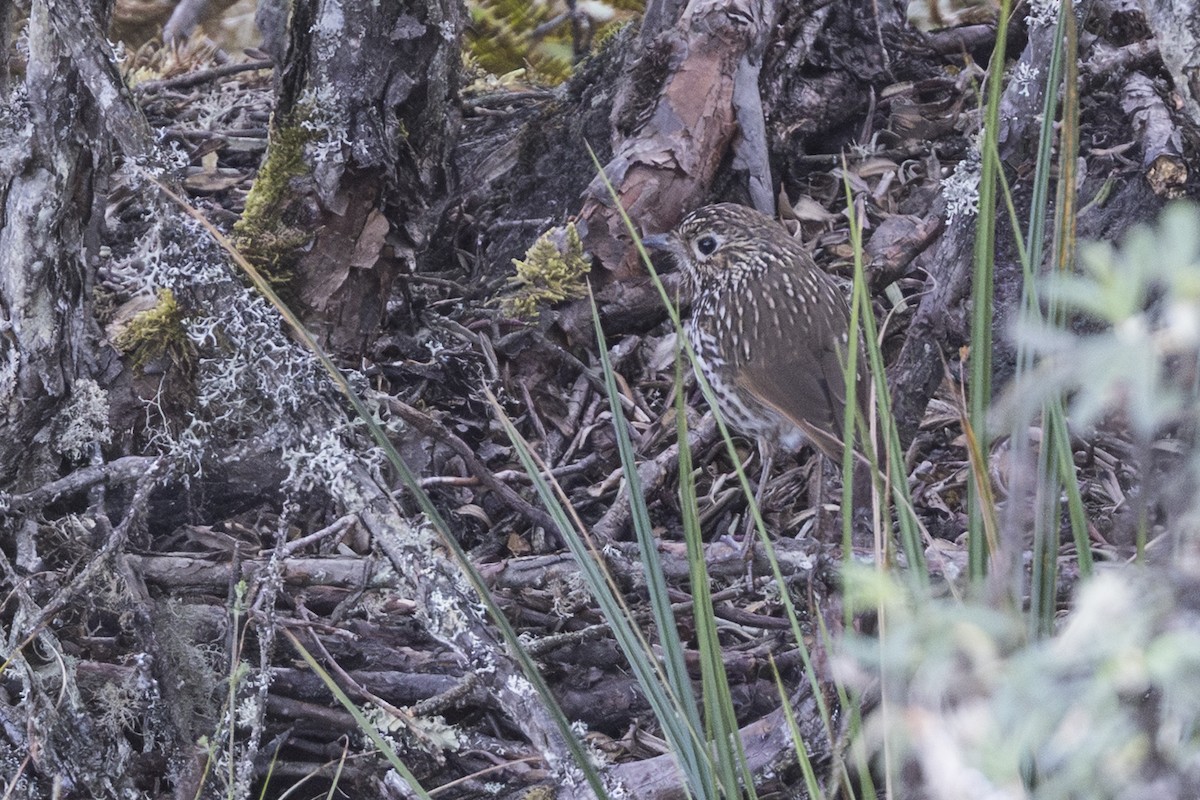 Stripe-headed Antpitta - ML640033496
