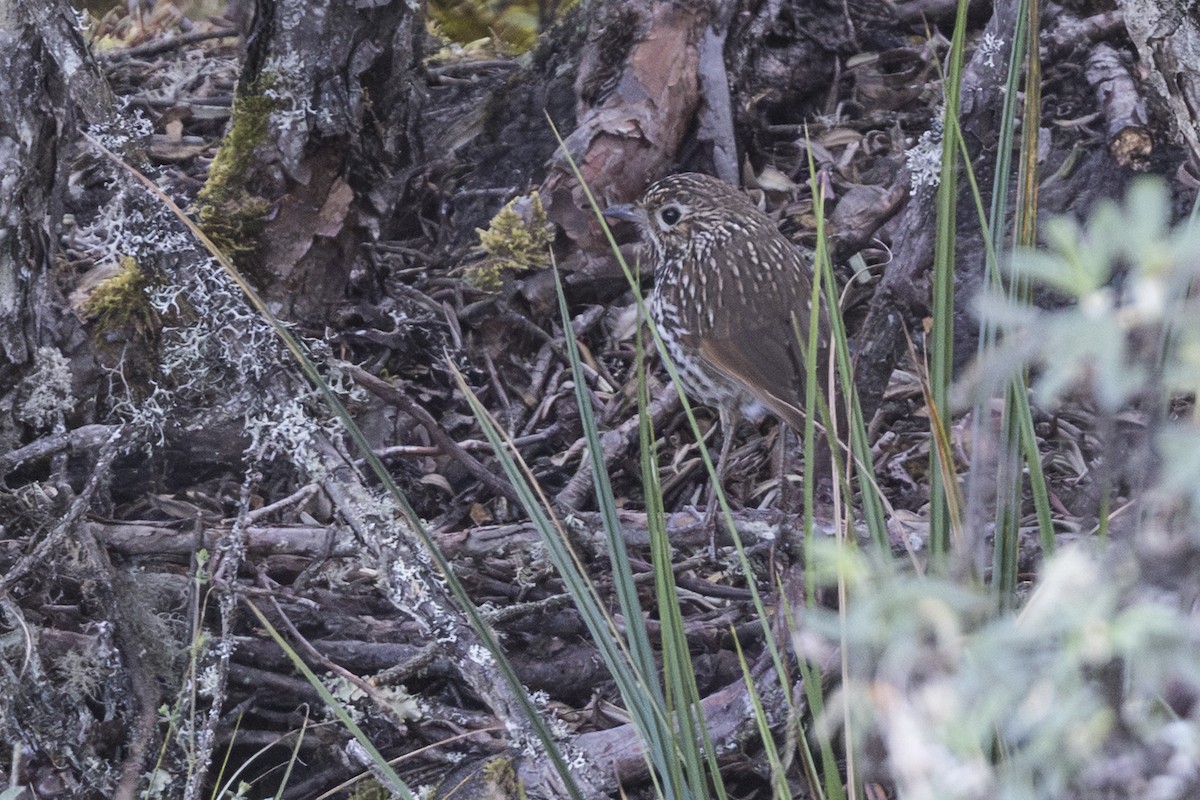 Stripe-headed Antpitta - ML640033498