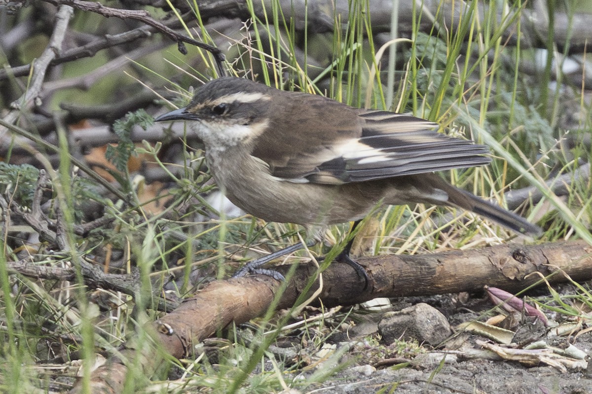 Cream-winged Cinclodes - ML640033506