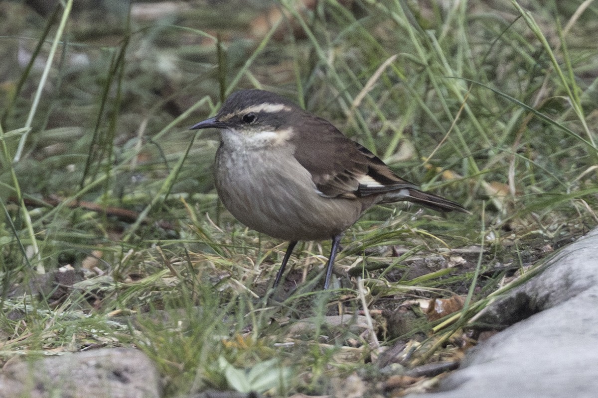 Cream-winged Cinclodes - ML640033507