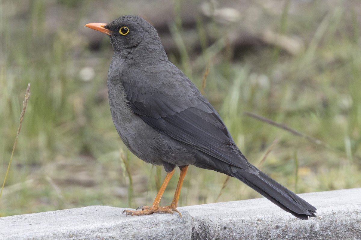 Great Thrush - ML640033517