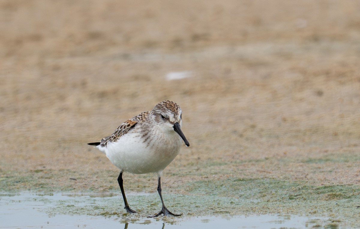 Western Sandpiper - ML640033520