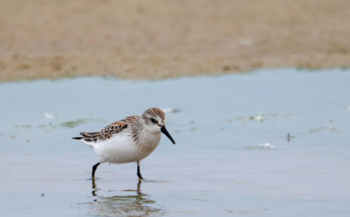 Western Sandpiper - ML640033521