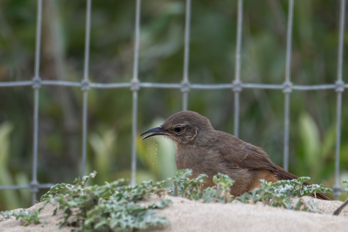 California Thrasher - ML640033566
