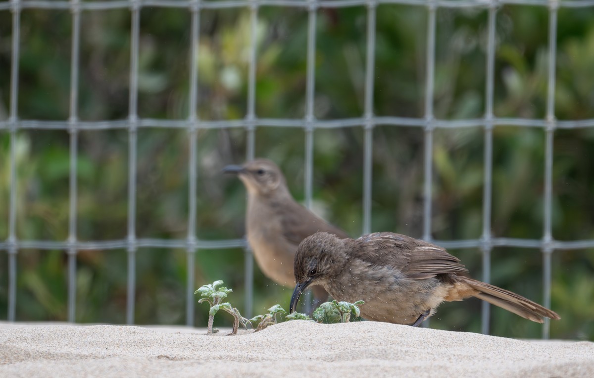 California Thrasher - ML640033567