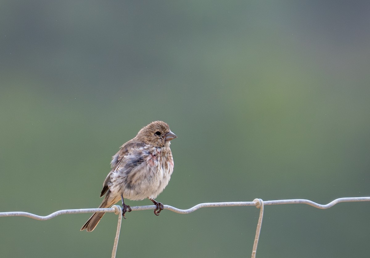 House Finch - ML640033596