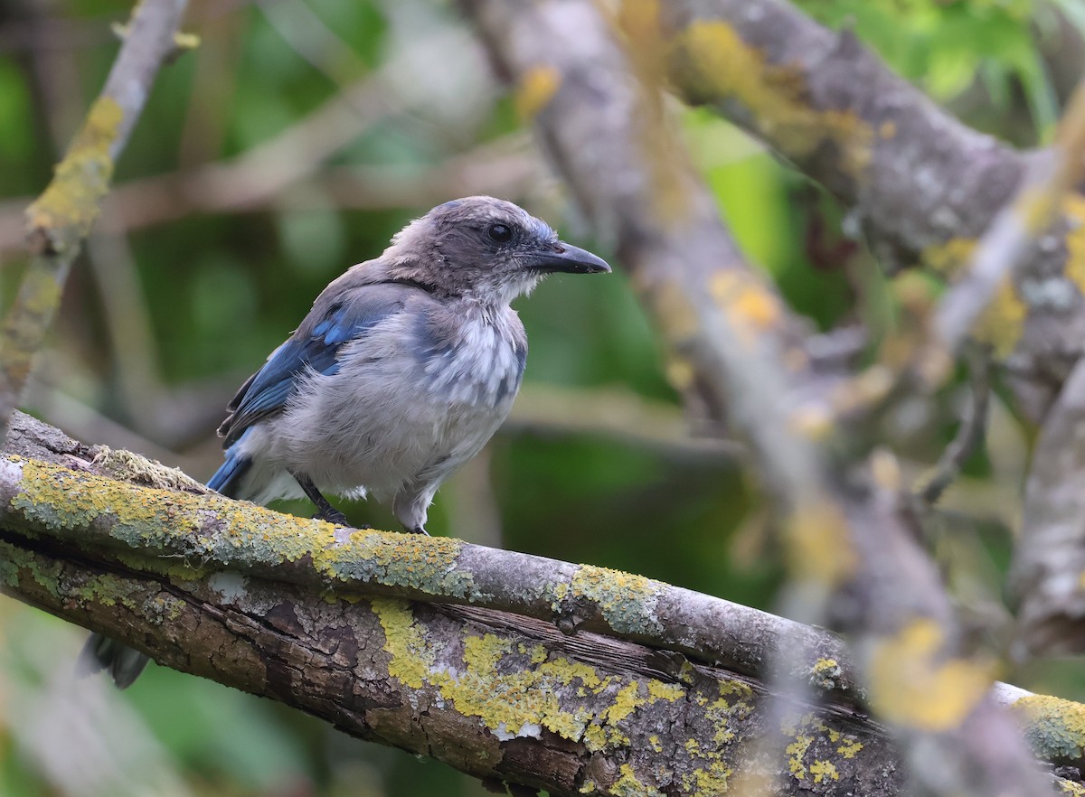 California Scrub-Jay - ML640033640
