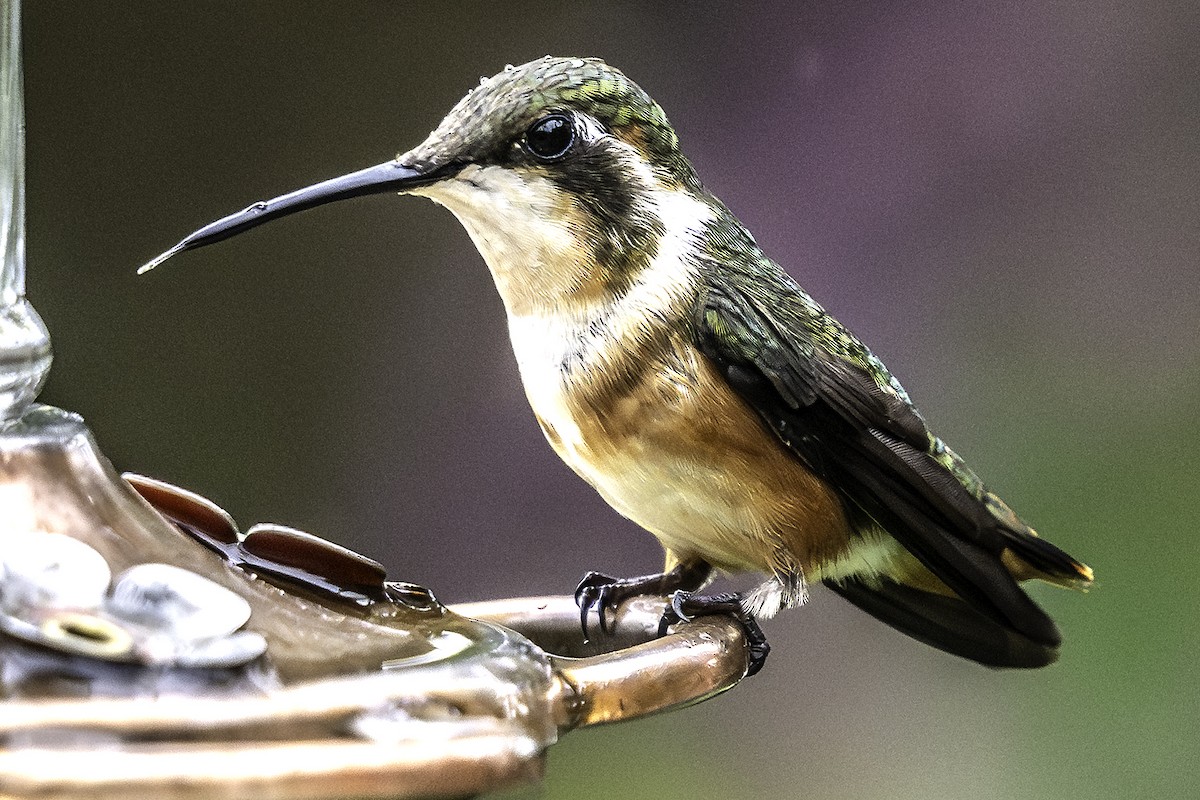 Colibri de Mulsant - ML640033780