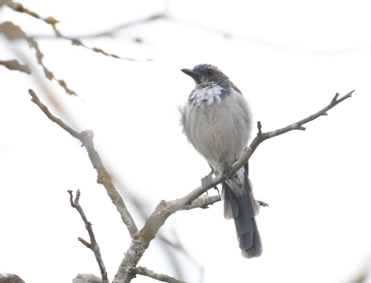 California Scrub-Jay - ML640033793