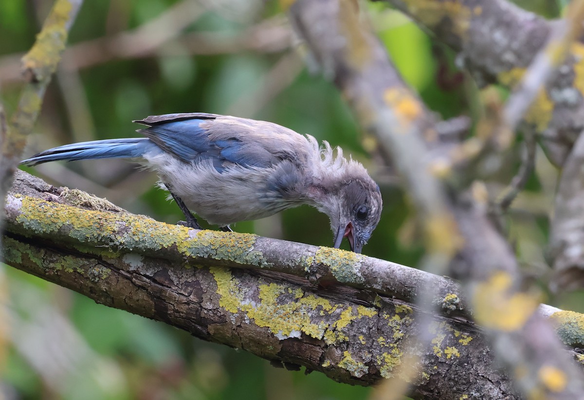 California Scrub-Jay - ML640033814