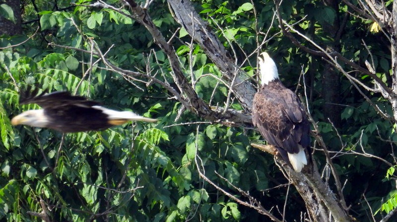 Bald Eagle - ML640033821