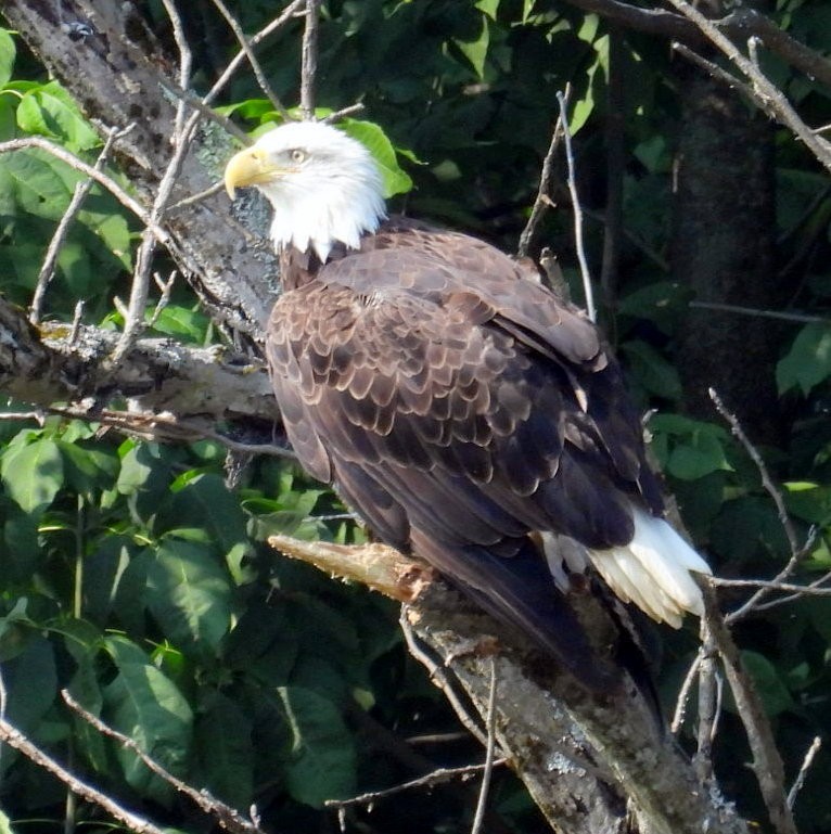 Bald Eagle - ML640033825