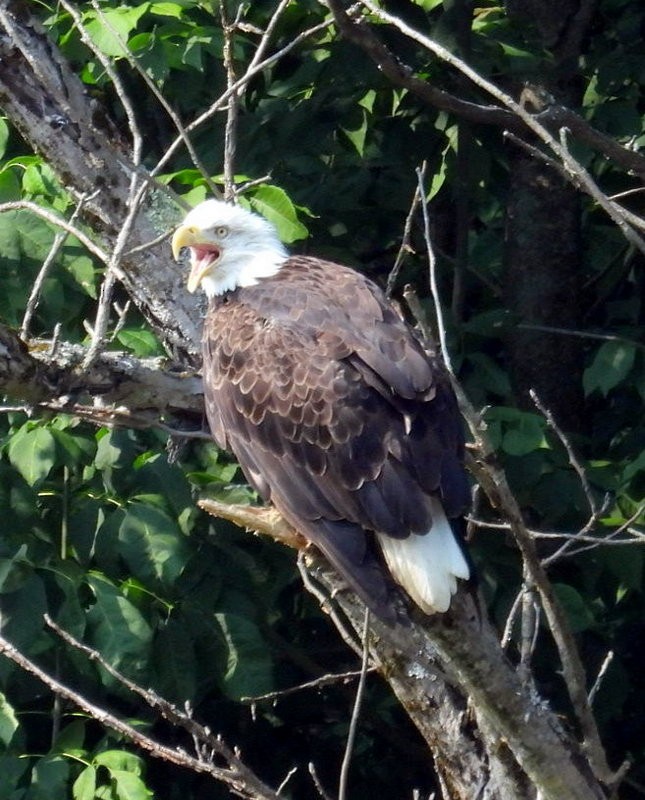 Bald Eagle - ML640033835
