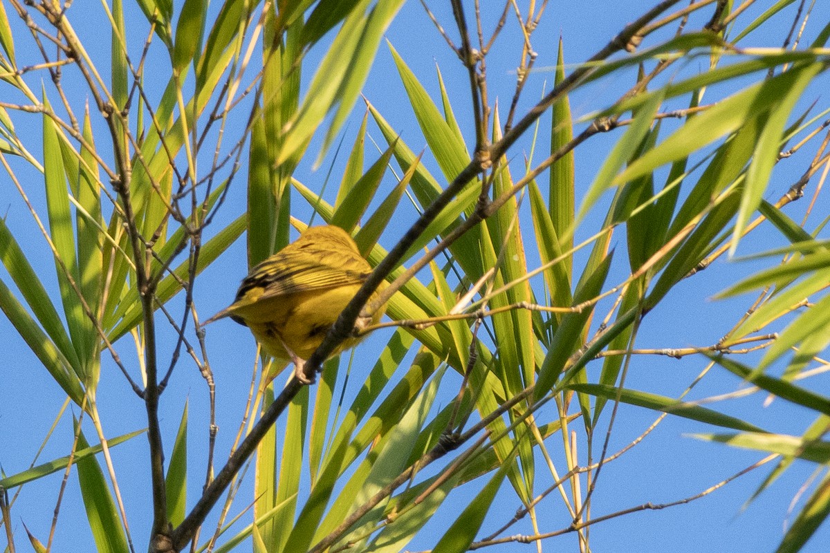Saffron Finch - ML640033857