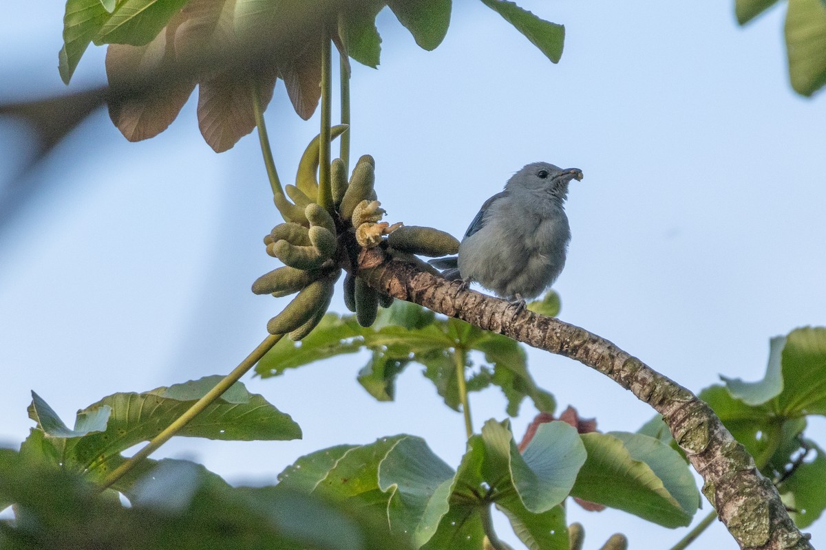 Blue-gray Tanager - ML640033859