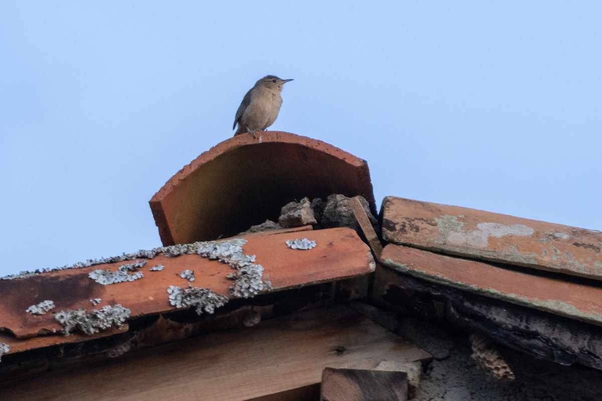 Southern House Wren - ML640033864