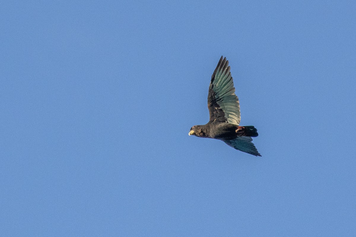 Bronze-winged Parrot - ML640033870