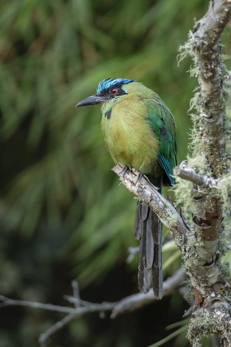Andean Motmot - ML640033872
