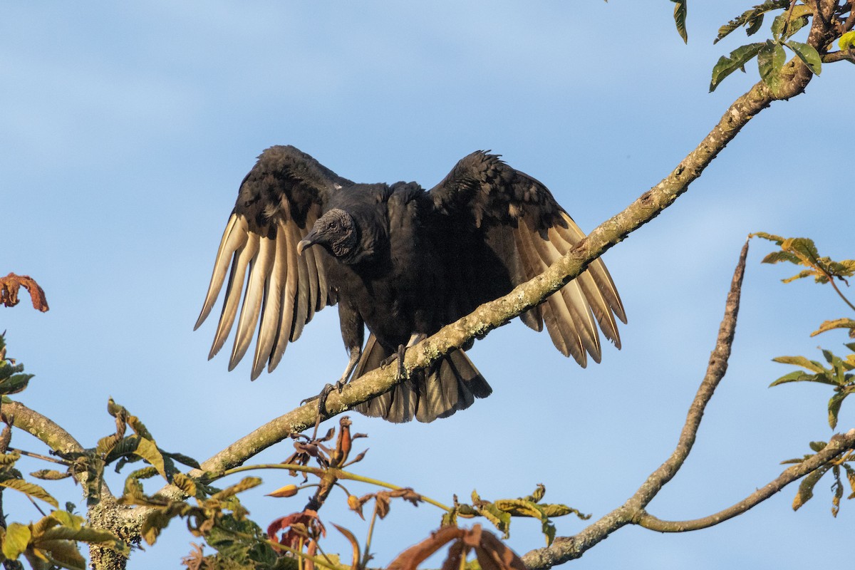 Black Vulture - ML640033875