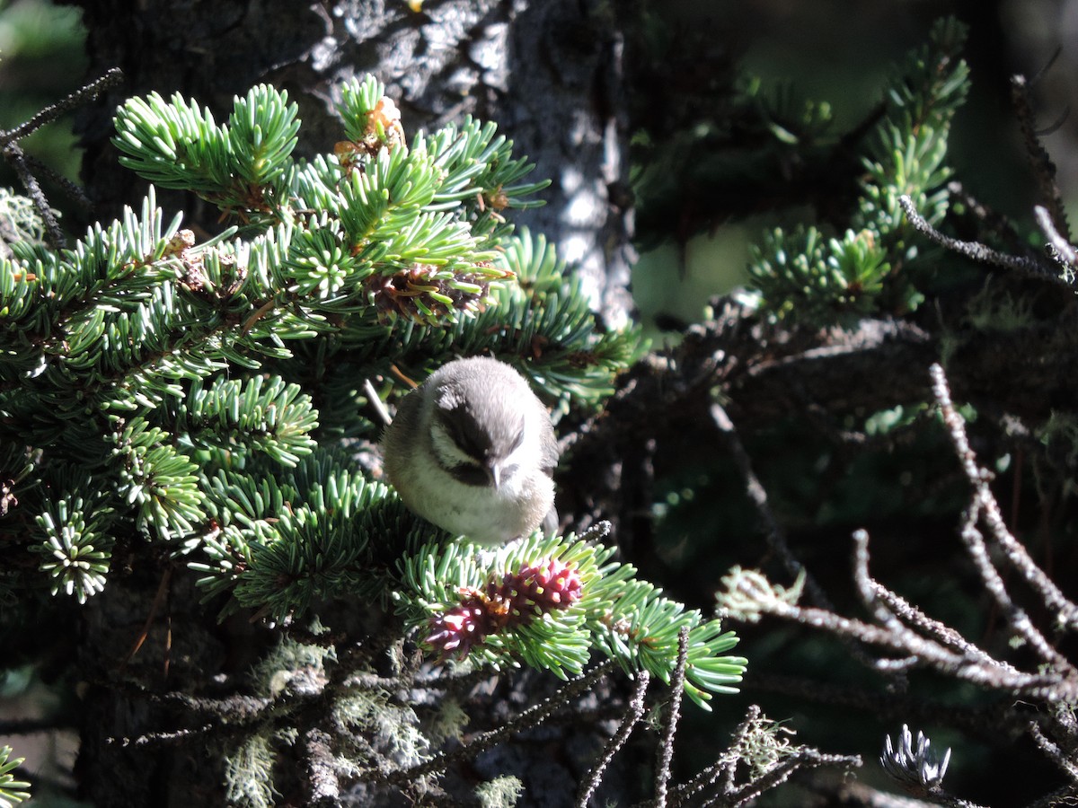 Boreal Chickadee - ML640033876