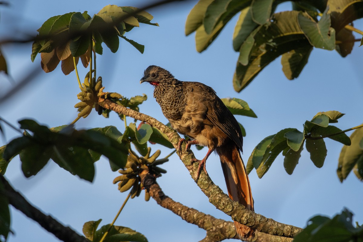 Colombian Chachalaca - ML640033880