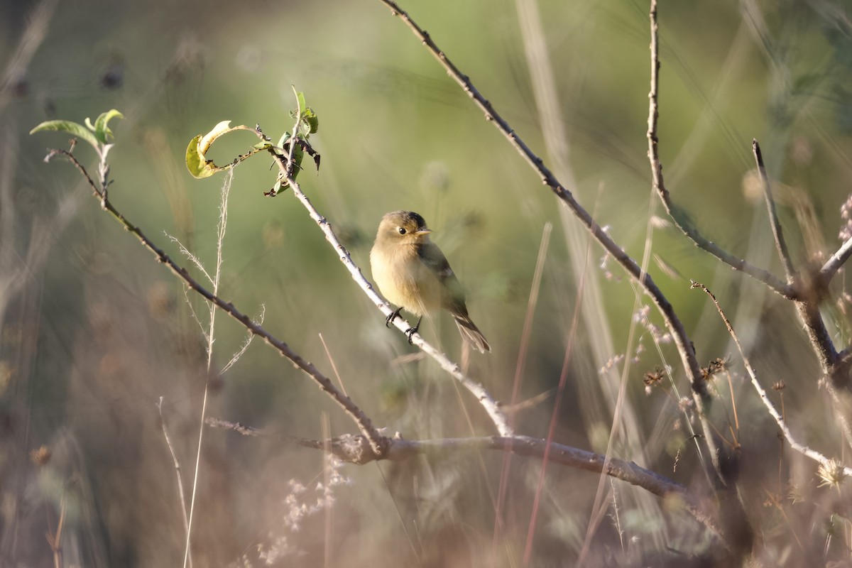 Buff-breasted Flycatcher - ML640033900