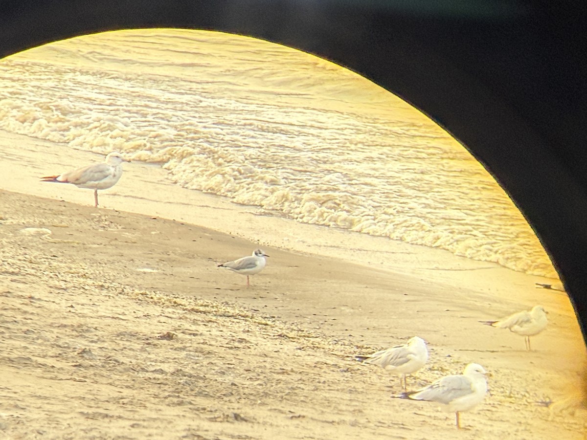 Bonaparte's Gull - ML640033928