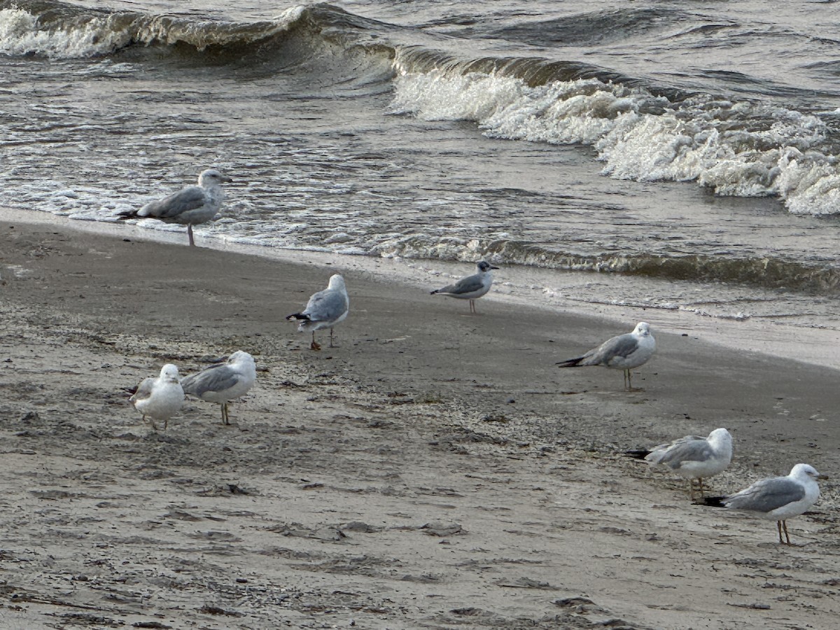 Bonaparte's Gull - ML640033929