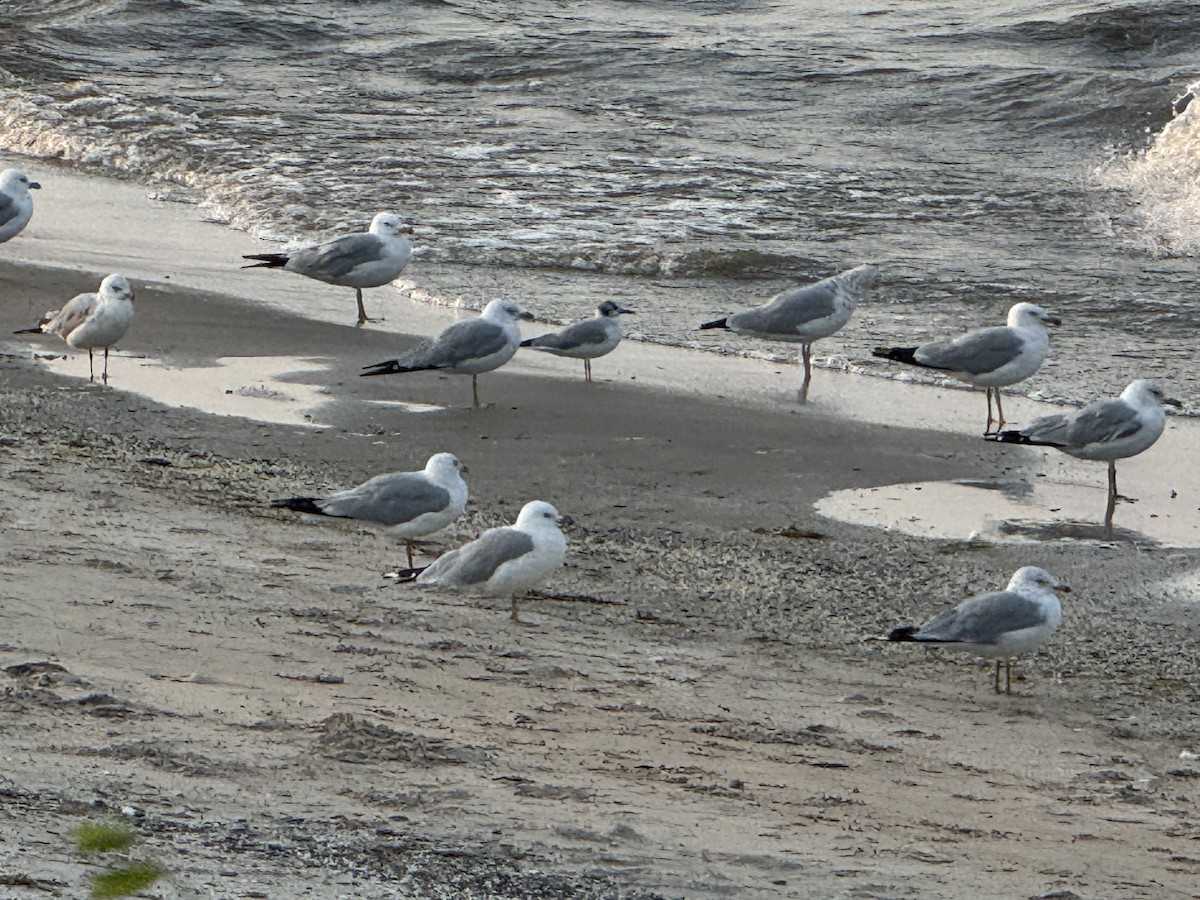 Bonaparte's Gull - ML640033930