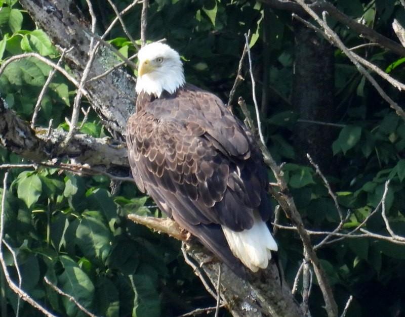 Bald Eagle - ML640033949
