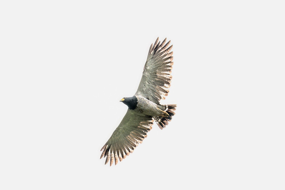 Barred Hawk - ML640034035