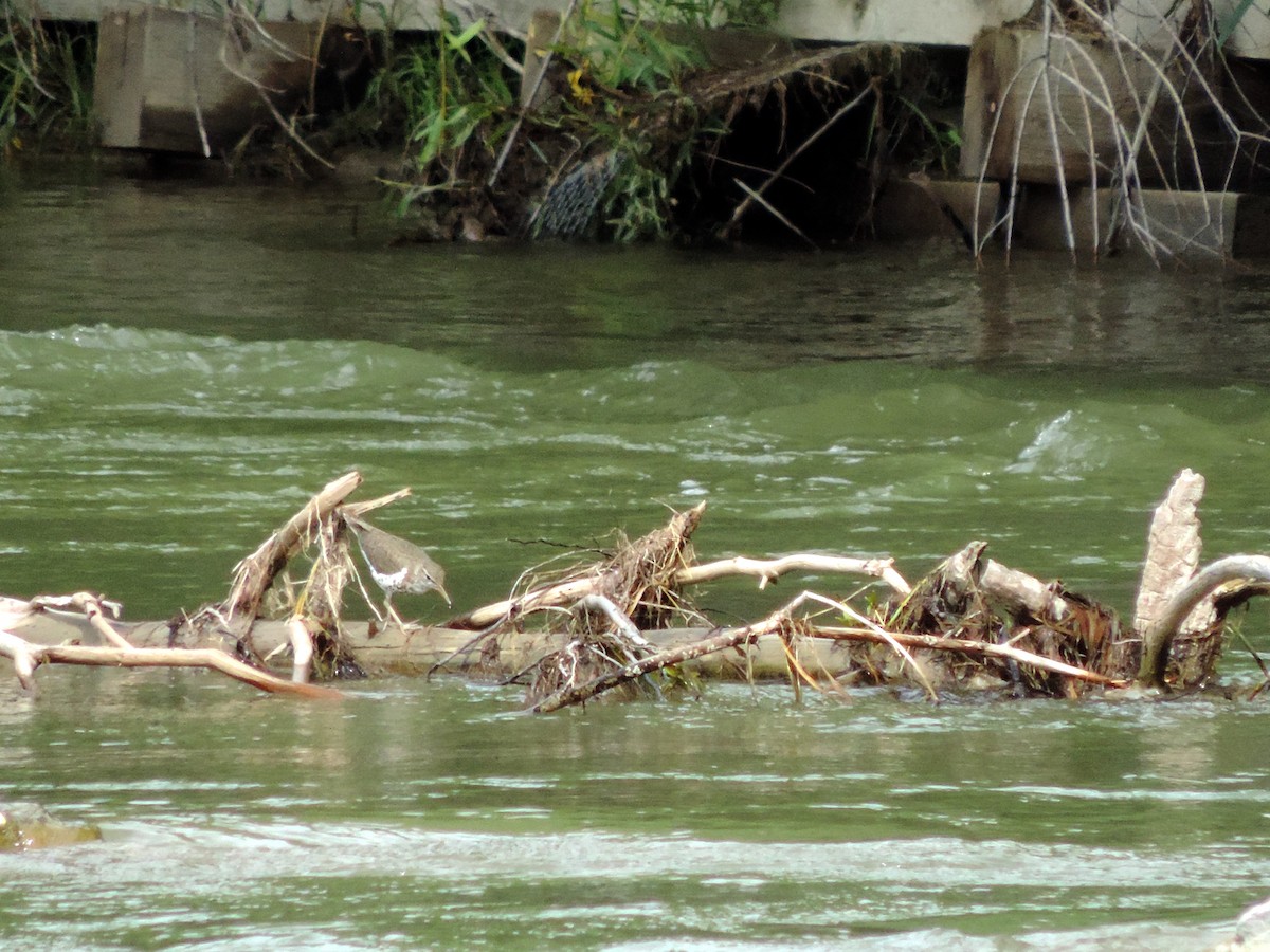 Spotted Sandpiper - ML640034056