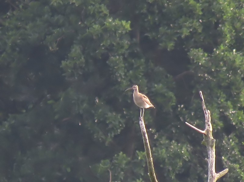 Eurasian Whimbrel - ML640034064