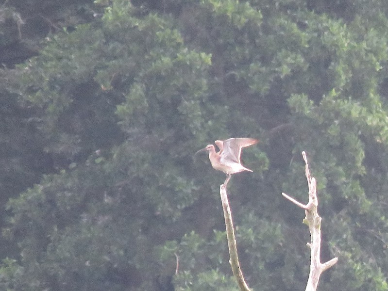 Eurasian Whimbrel - ML640034065