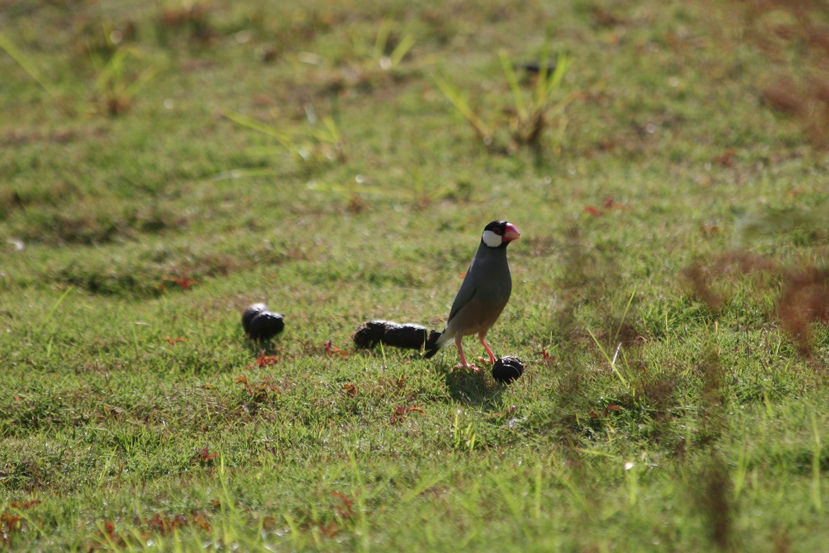 Java Sparrow - ML640034071