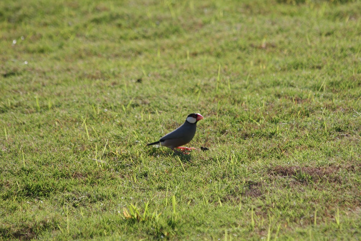 Java Sparrow - ML640034072