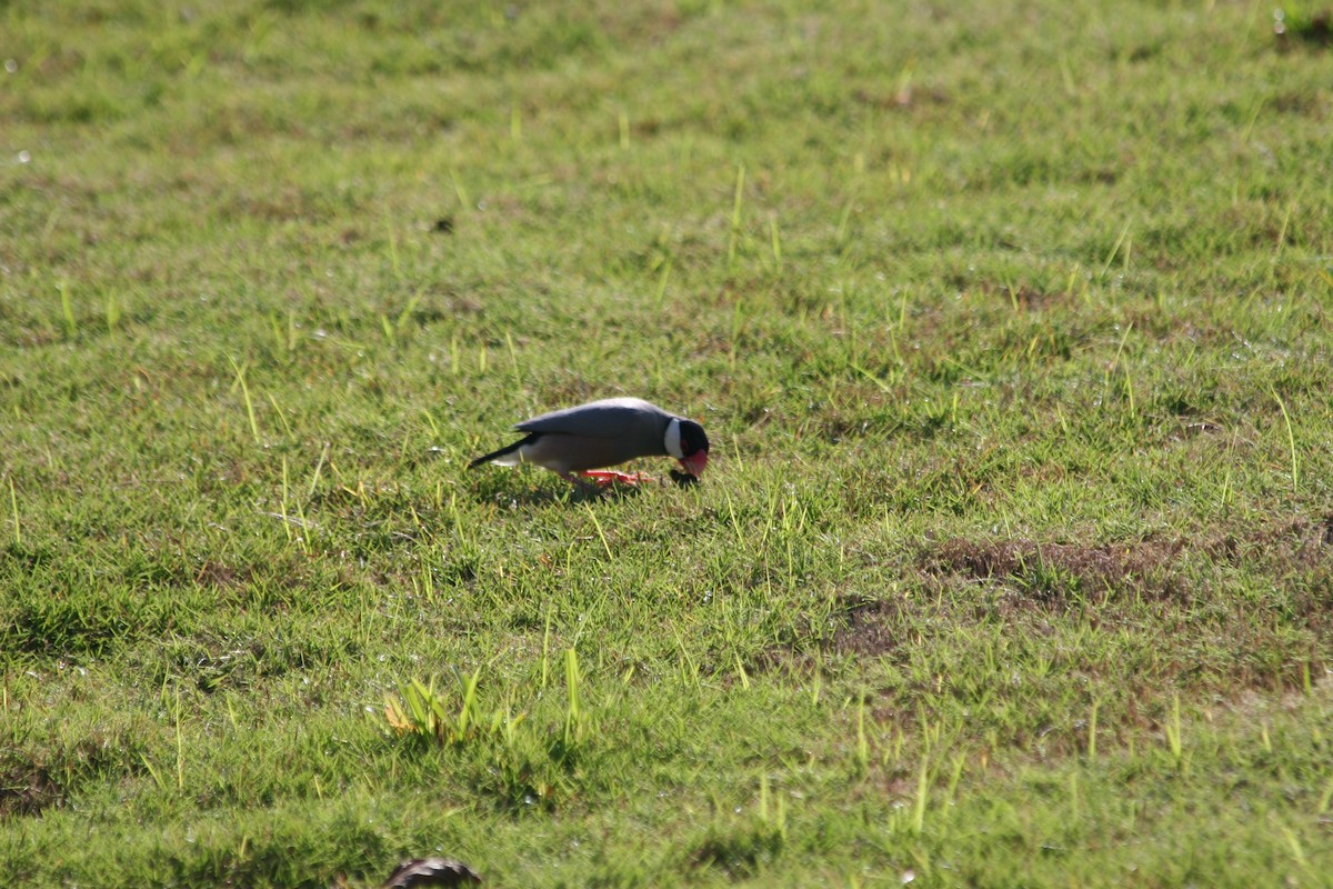 Java Sparrow - ML640034073