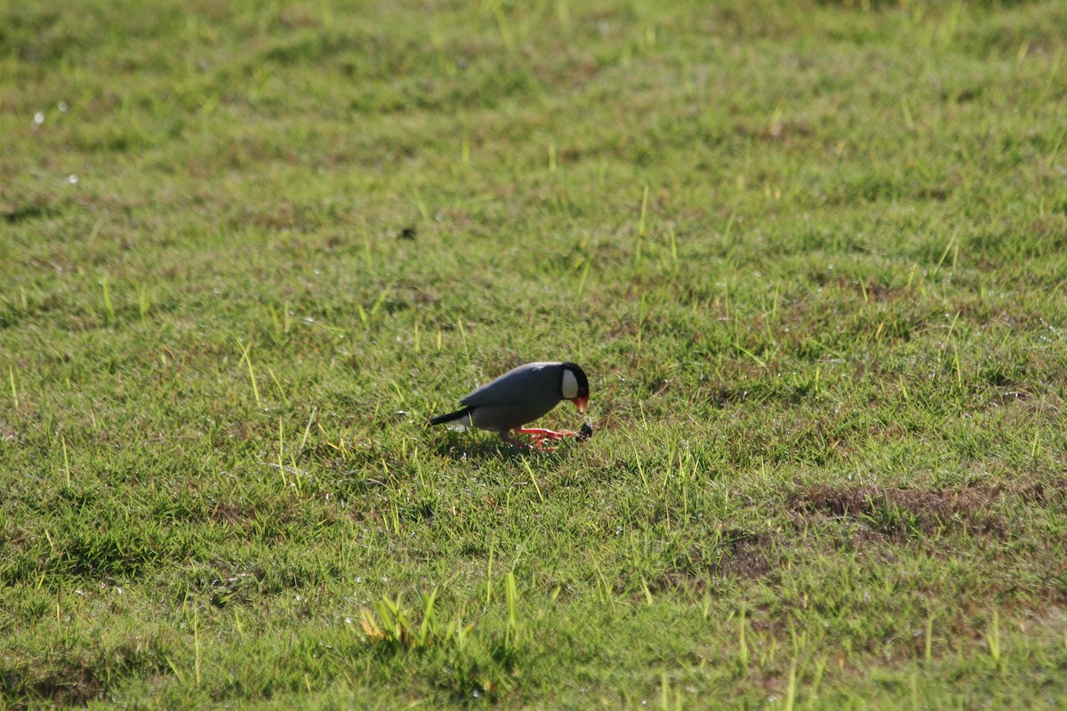 Java Sparrow - ML640034074