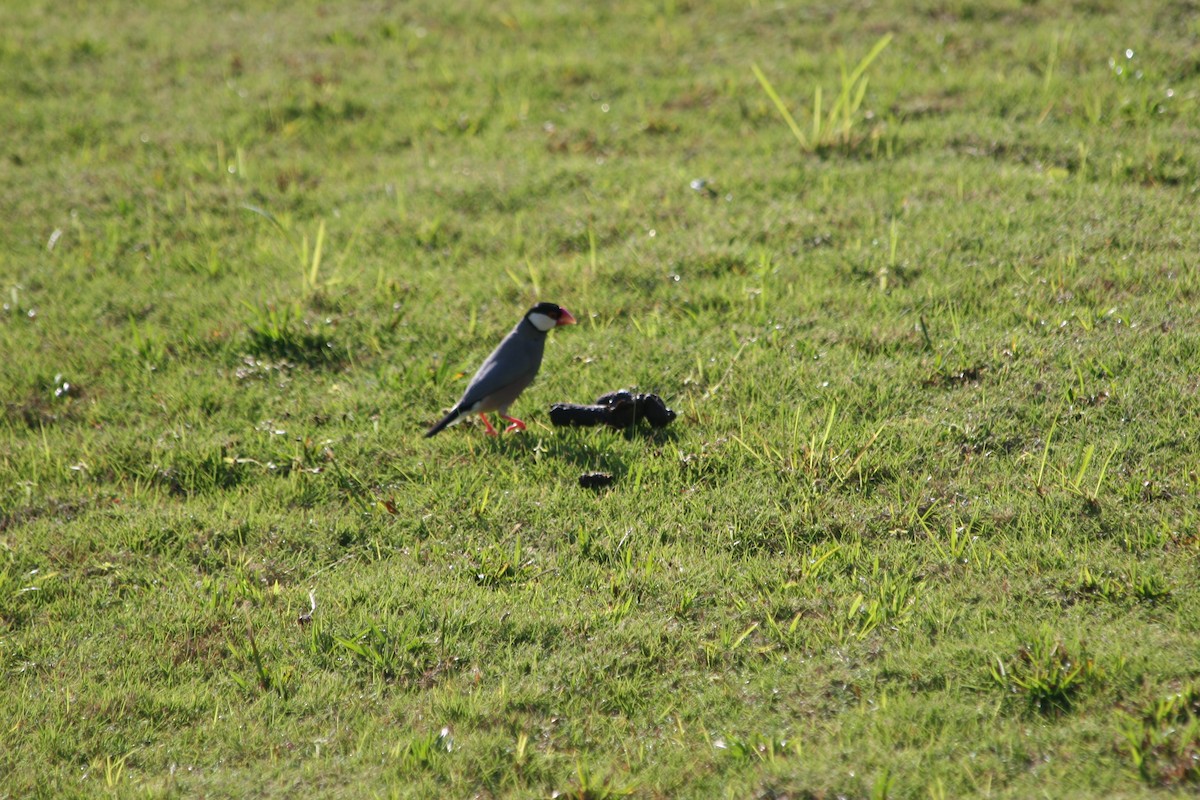 Java Sparrow - ML640034075