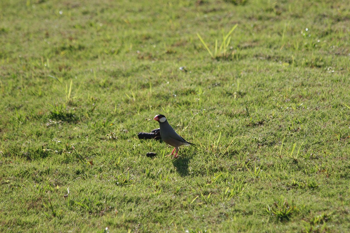 Java Sparrow - ML640034076