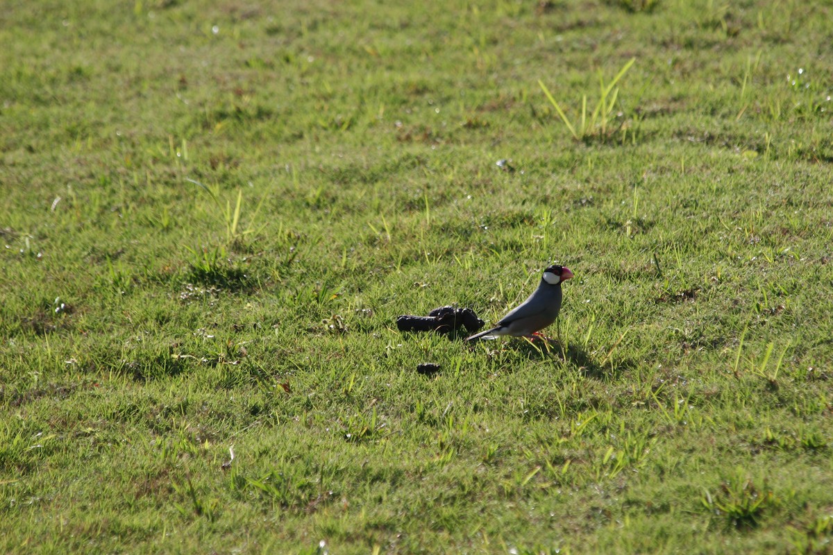 Java Sparrow - ML640034077