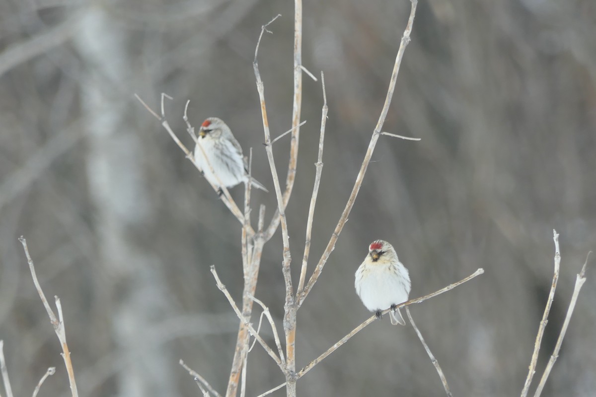 Redpoll (Common) - ML640034158