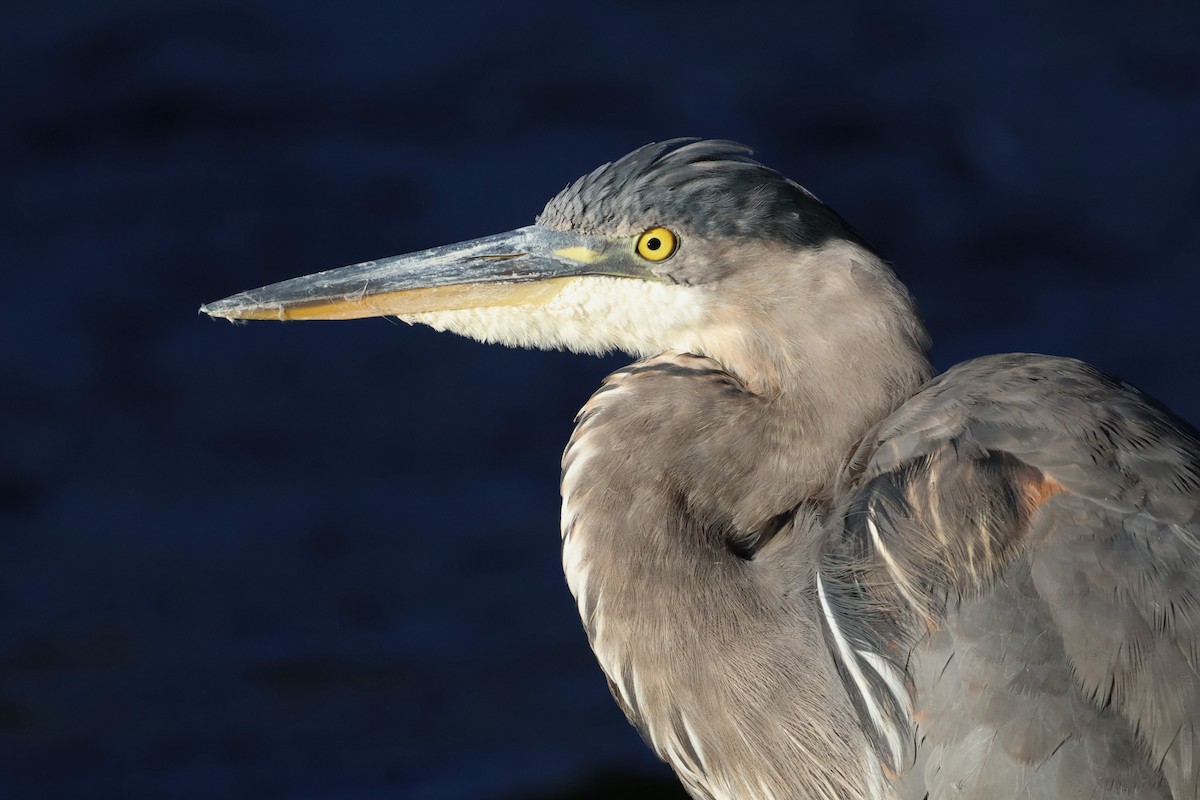 Great Blue Heron - ML640034160