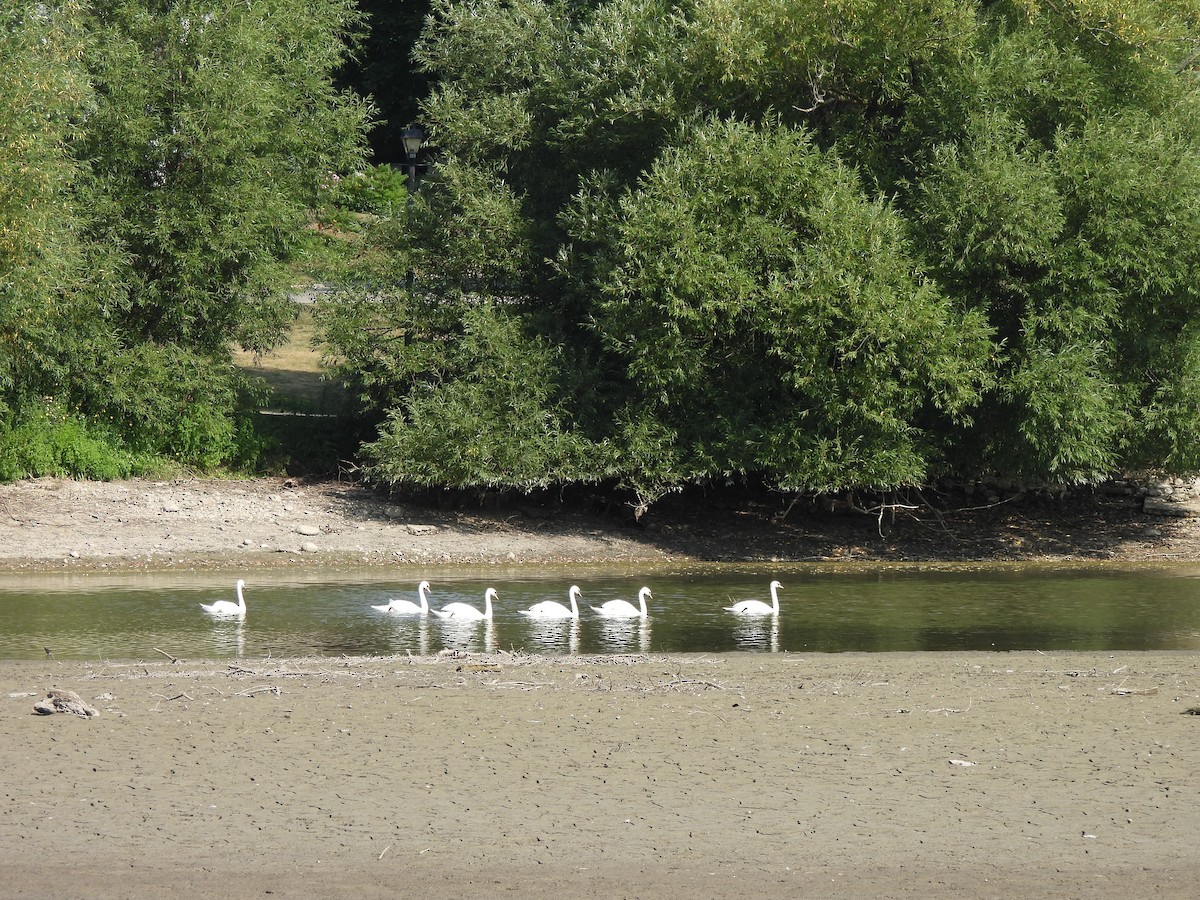 Höckerschwan - ML640034168