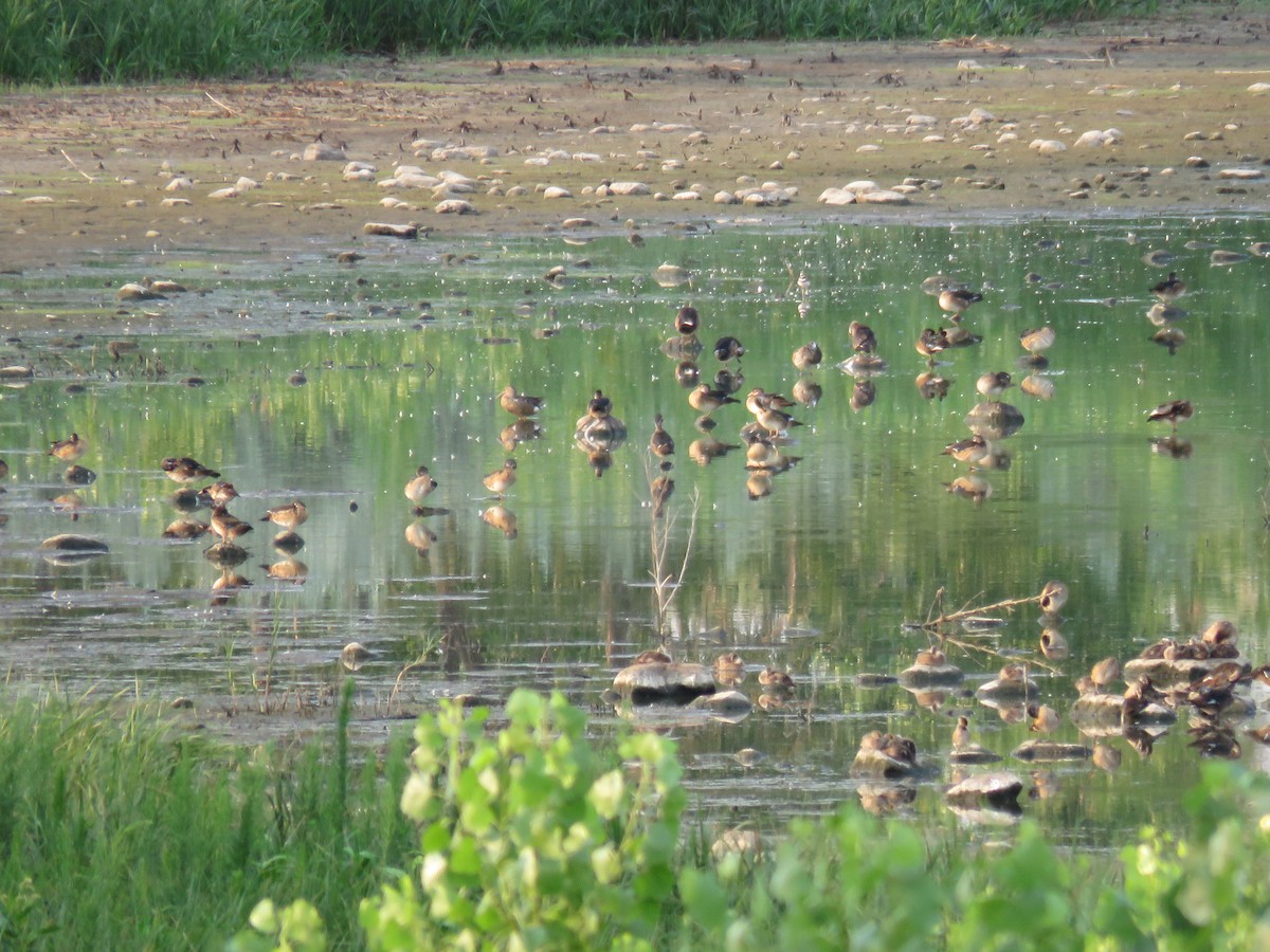 Wood Duck - ML64003421