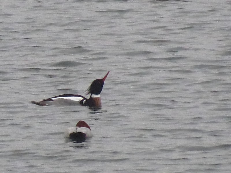 Red-breasted Merganser - ML640034235