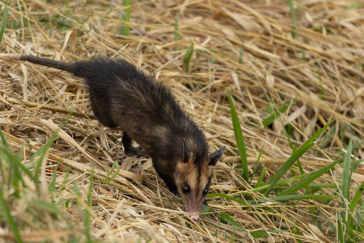 Southern Opossum - ML640034257